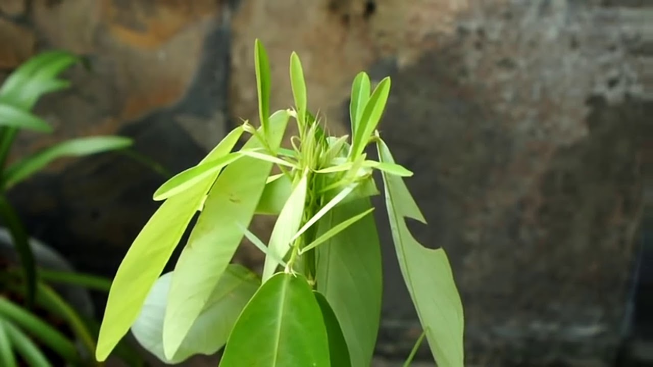 Desmodium Gyrans (Dancing Plant)