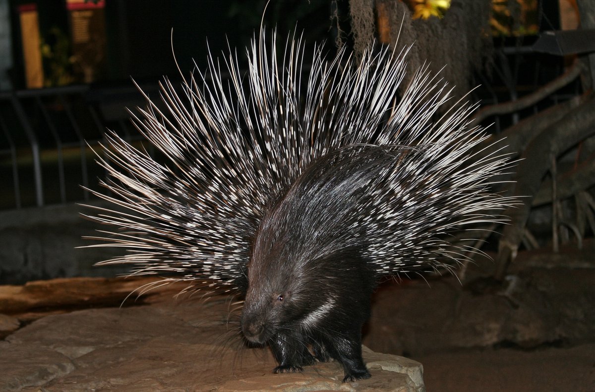 African Crested Porcupine