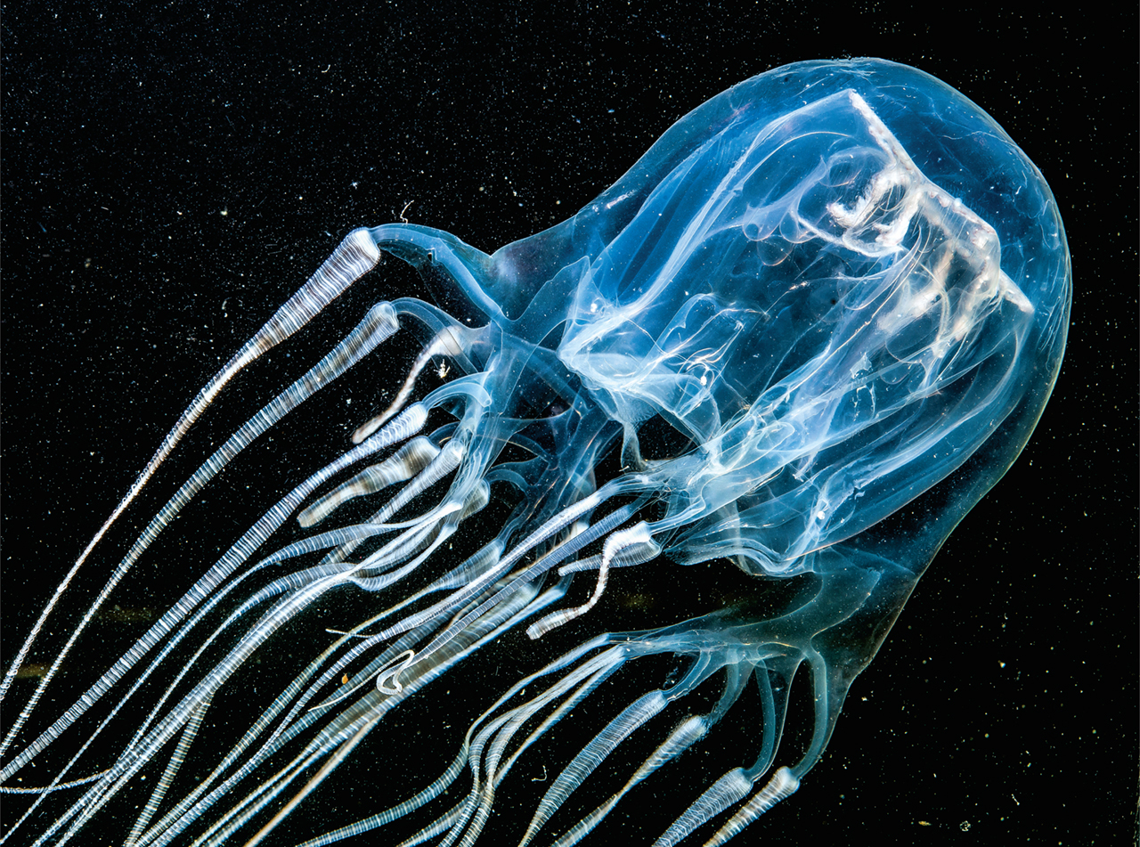 Box Jellyfish