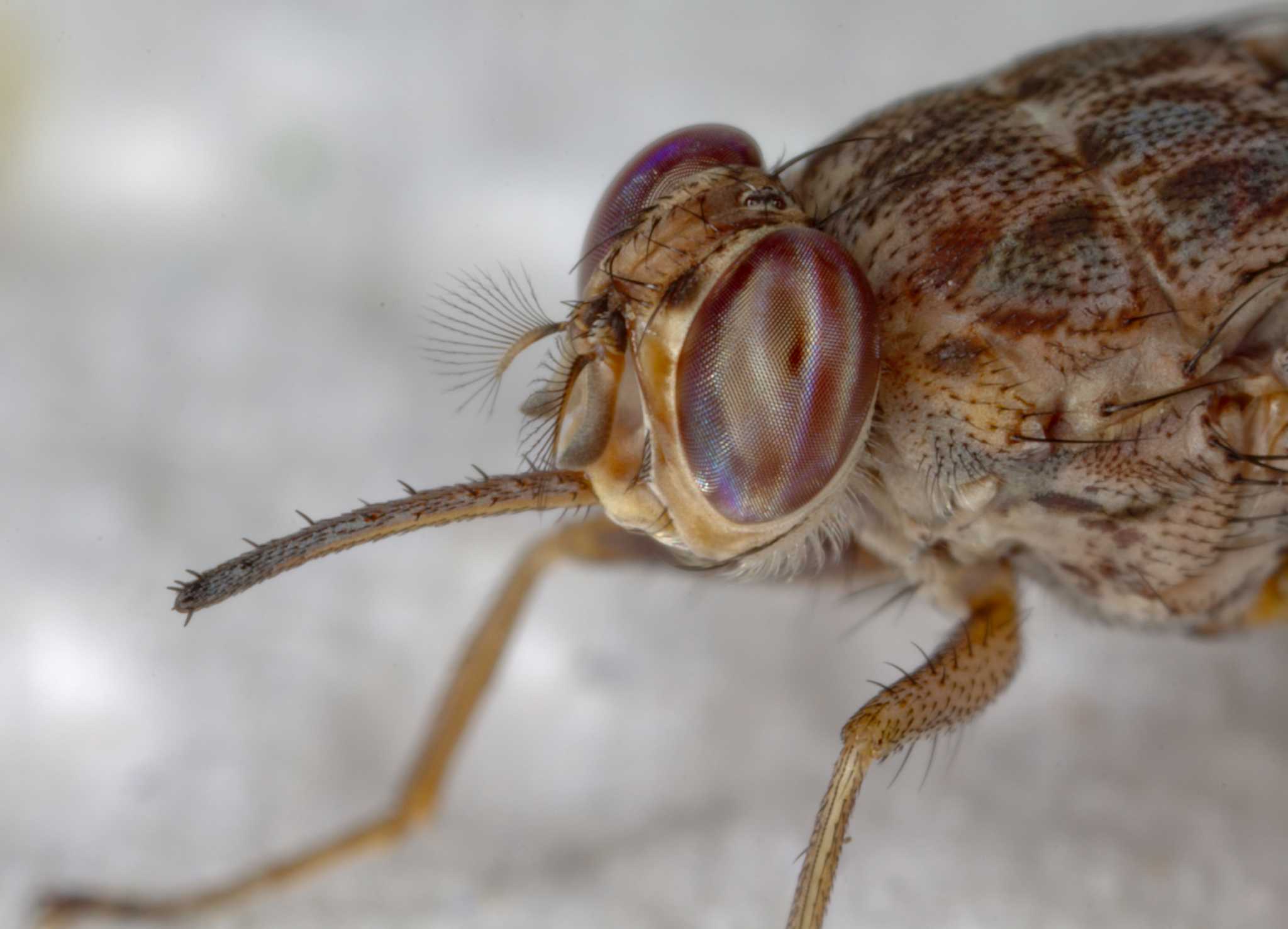 Tsetse Fly