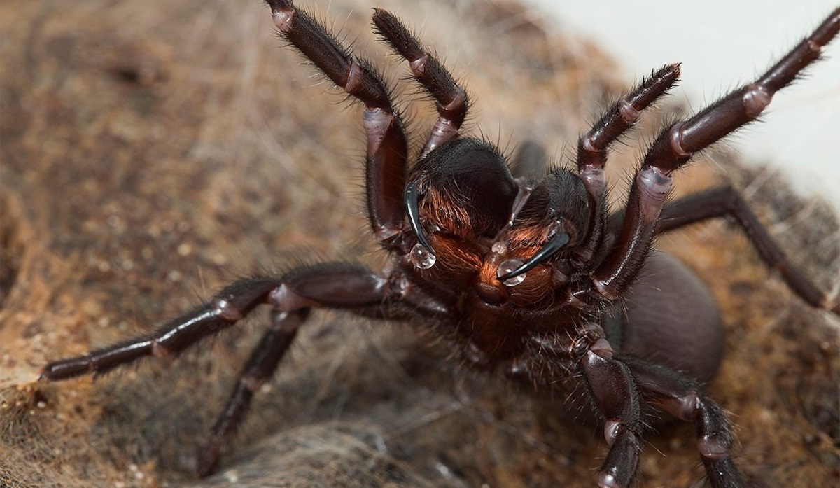 Sydney Funnel-Web Spider