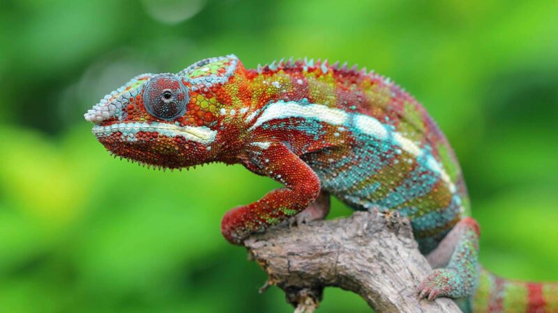 5 Colorful Facts About Chameleons