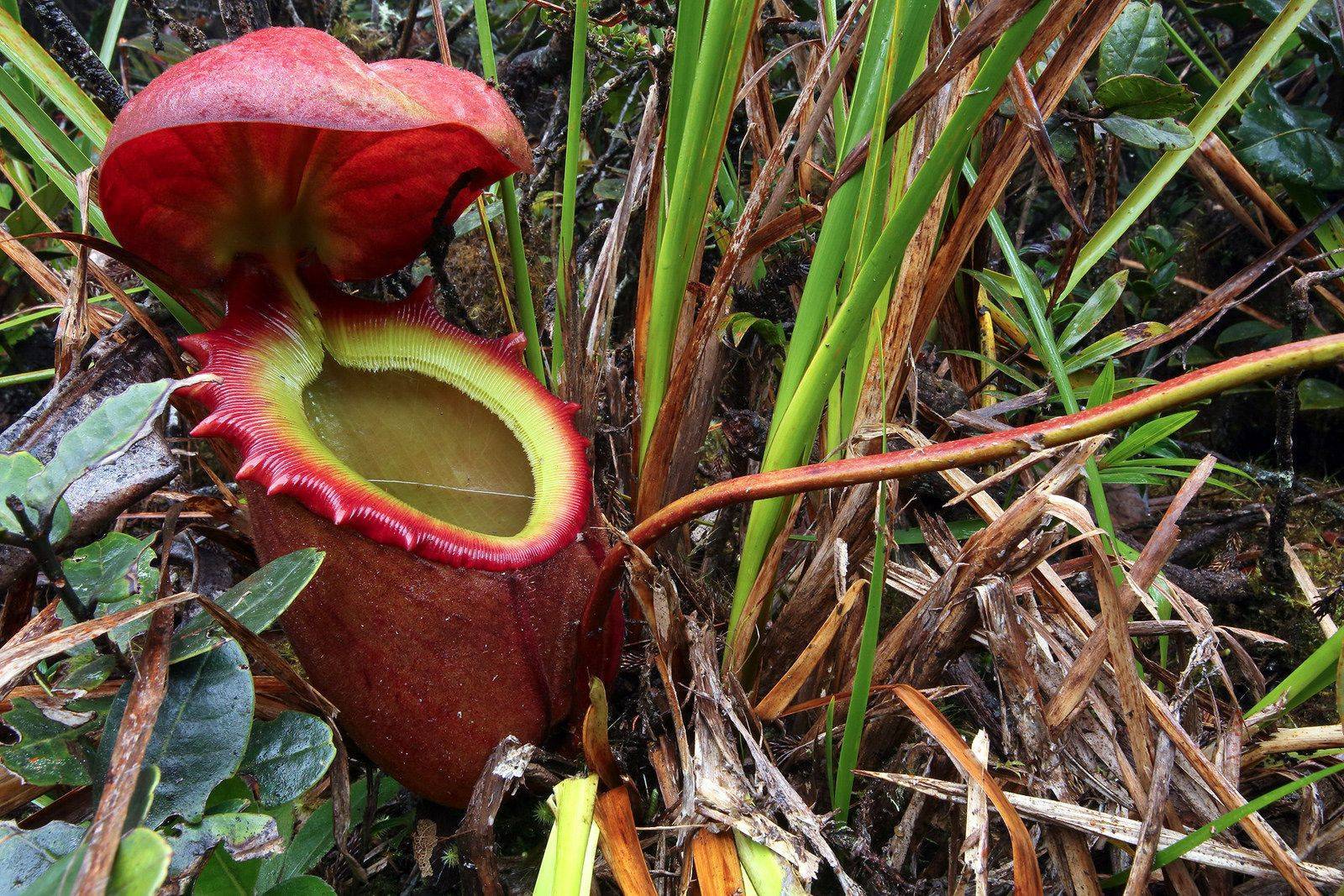 Nepenthes