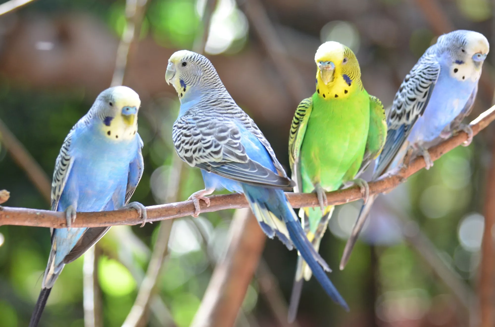 Budgerigar