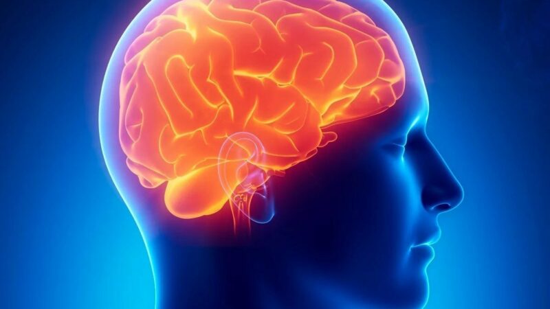 12 Interesting Human Brain Facts and Stories