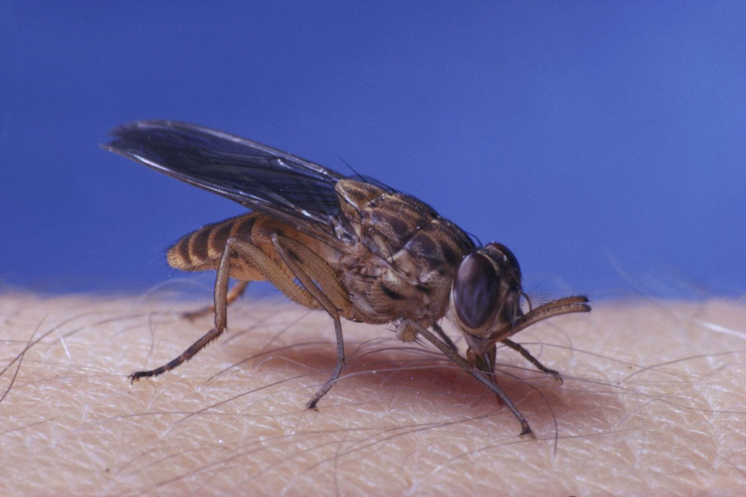 Tsetse Fly