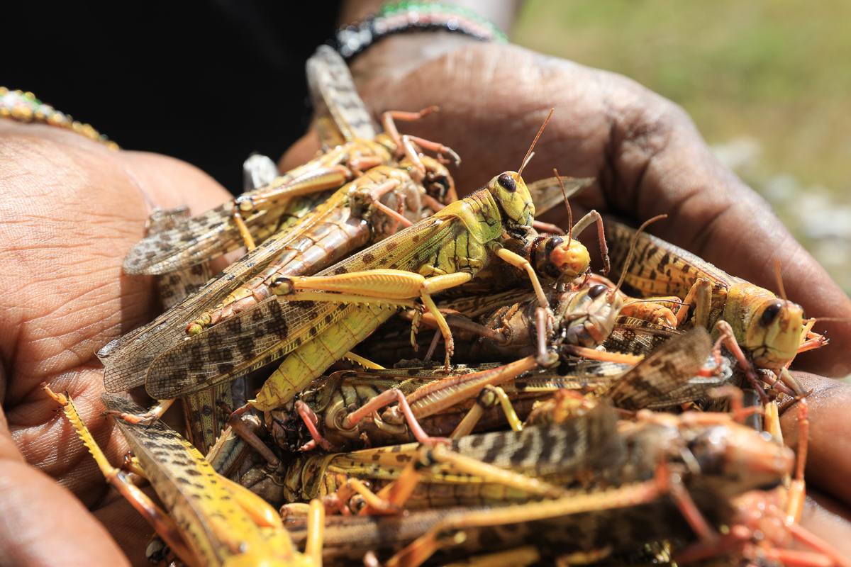 Locusts