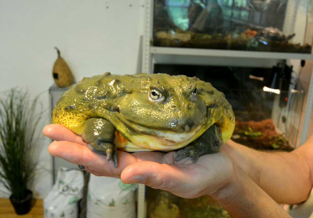 Giant Bullfrog