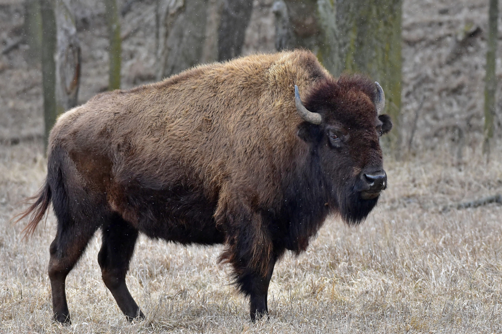 Ancient bison