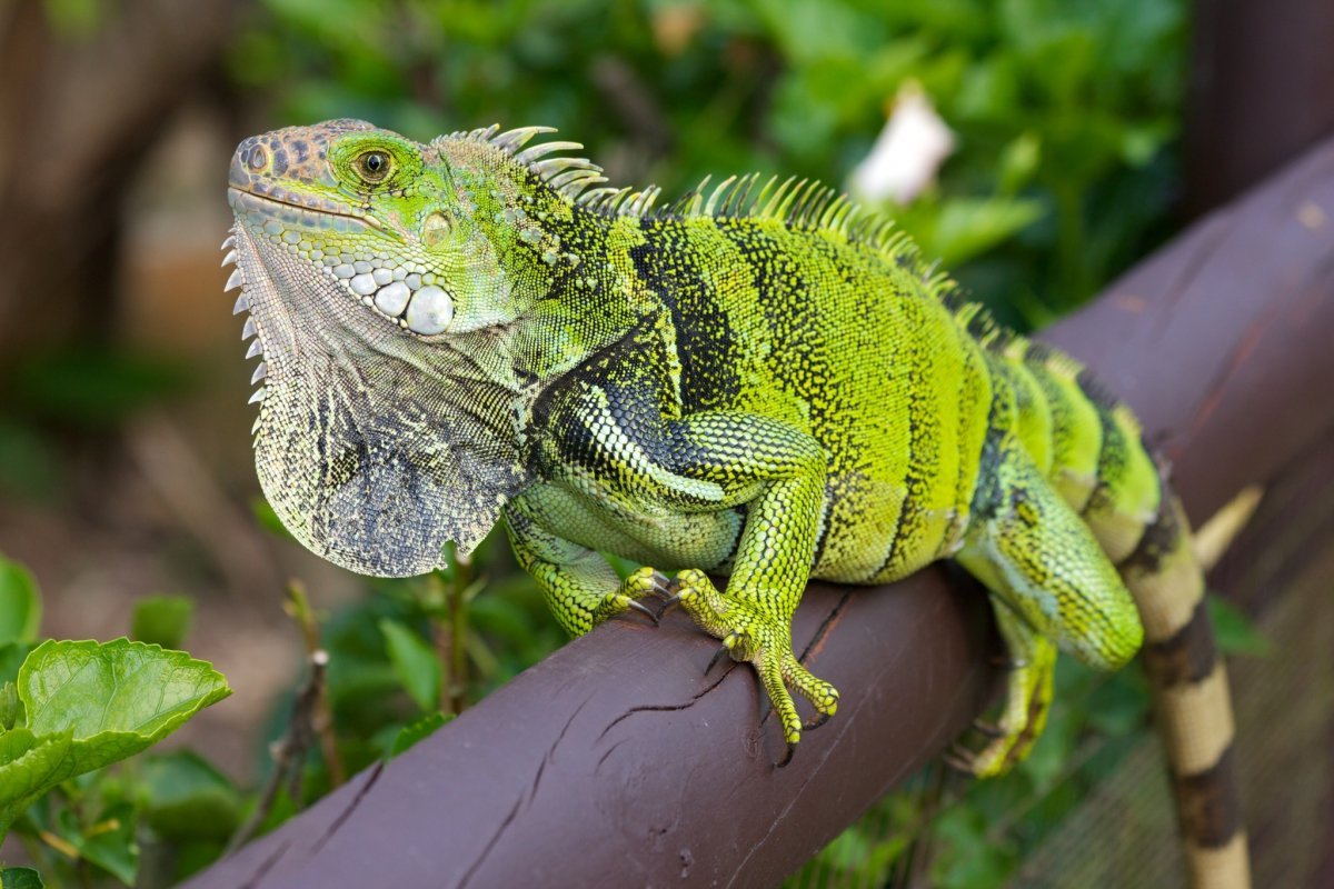 Green Iguana