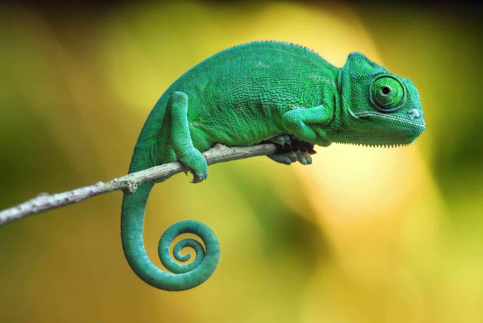 Chameleons change color mainly to communicate or regulate body temperature