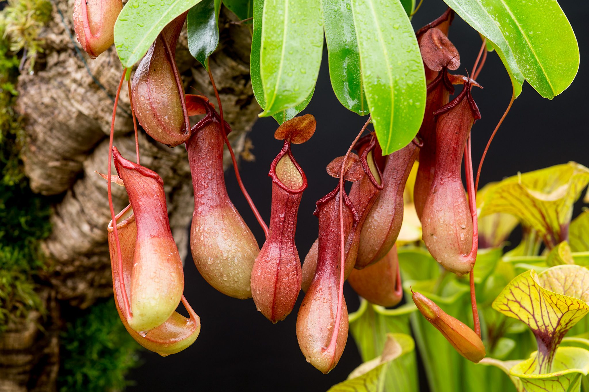 Plant Bikkia species