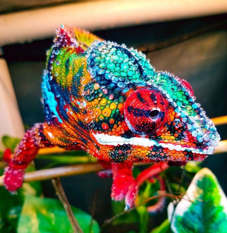 Chameleons change color mainly to communicate or regulate body temperature