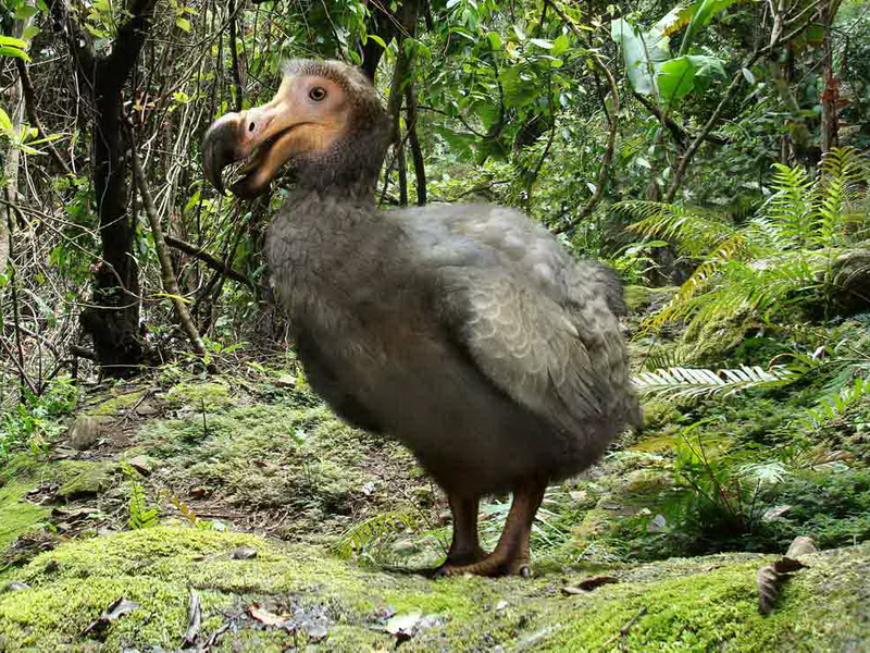 Dodo