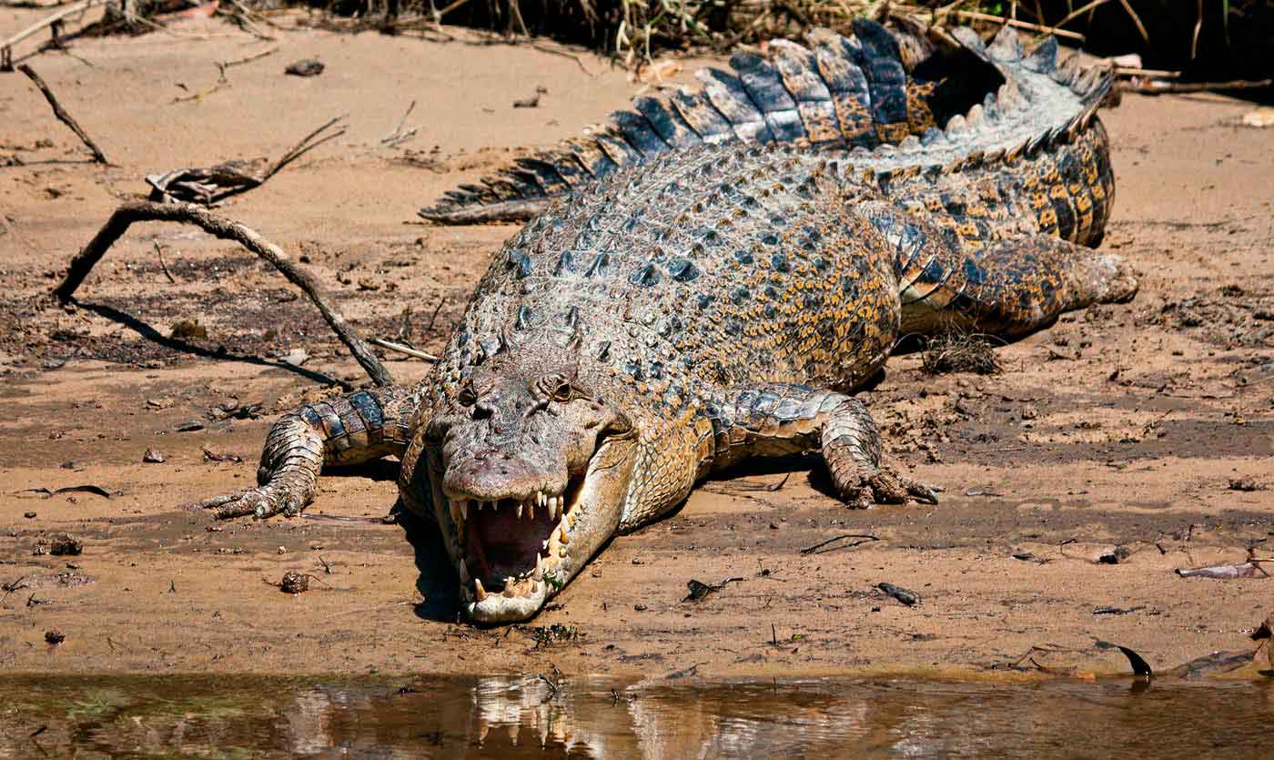 Saltwater Crocodile