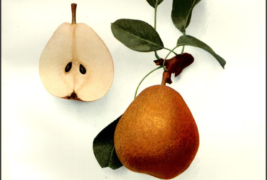 Ansault pear