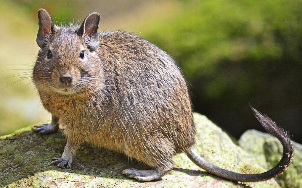 Degu