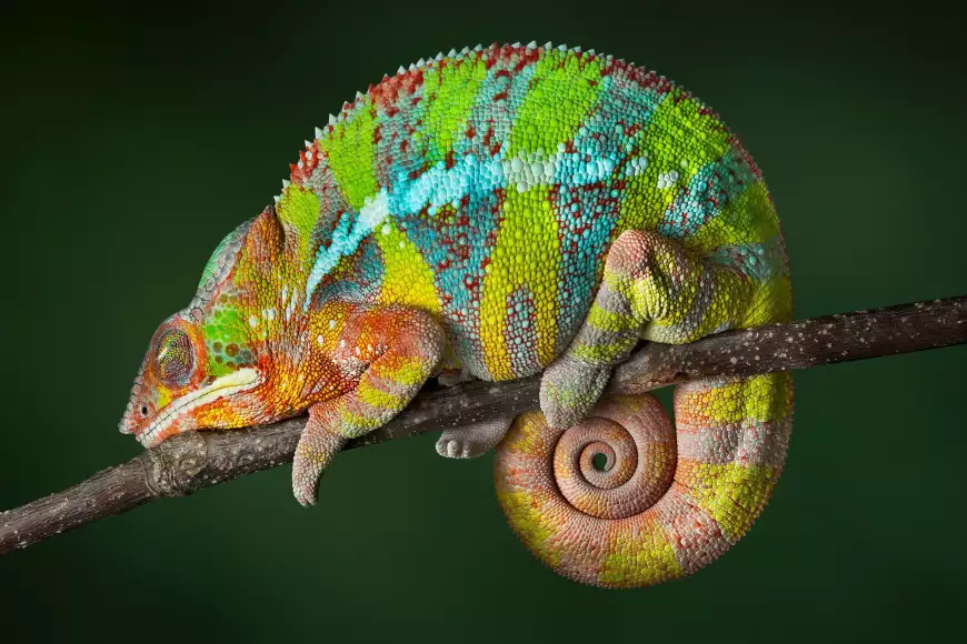 Almost half of all chameleon species live in Madagascar