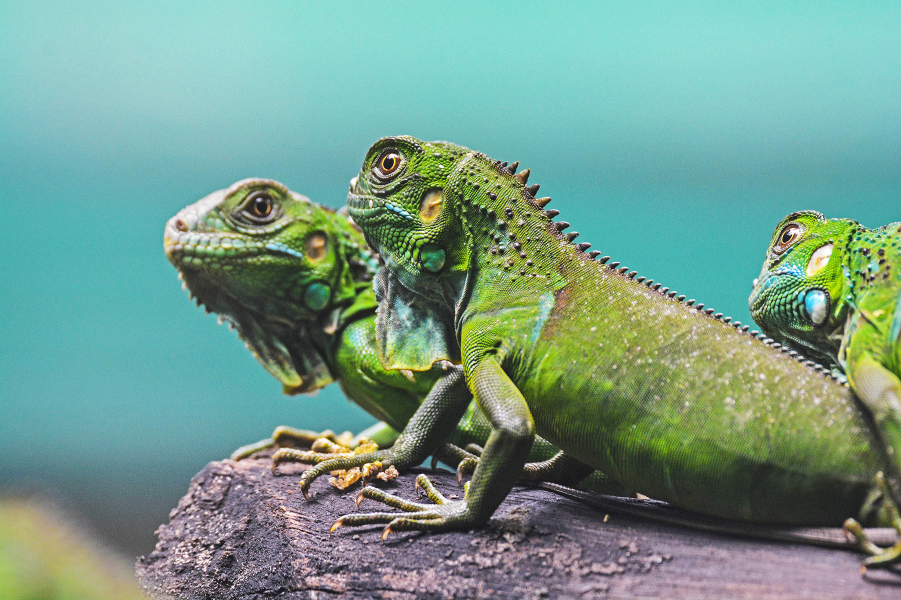 Unlike other lizards, chameleons can’t regrow their tails