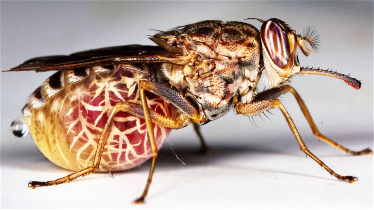 Tsetse Fly