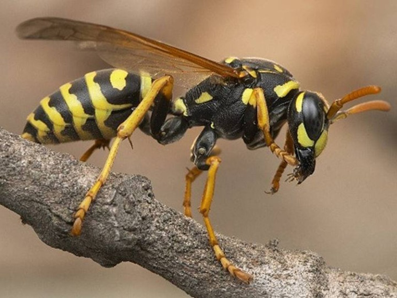 Wasps