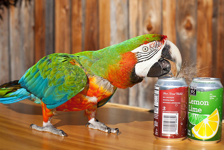 A parrot can open 35 canned drinks in one minute