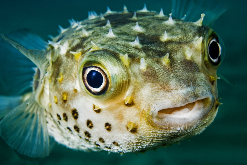 Pufferfish