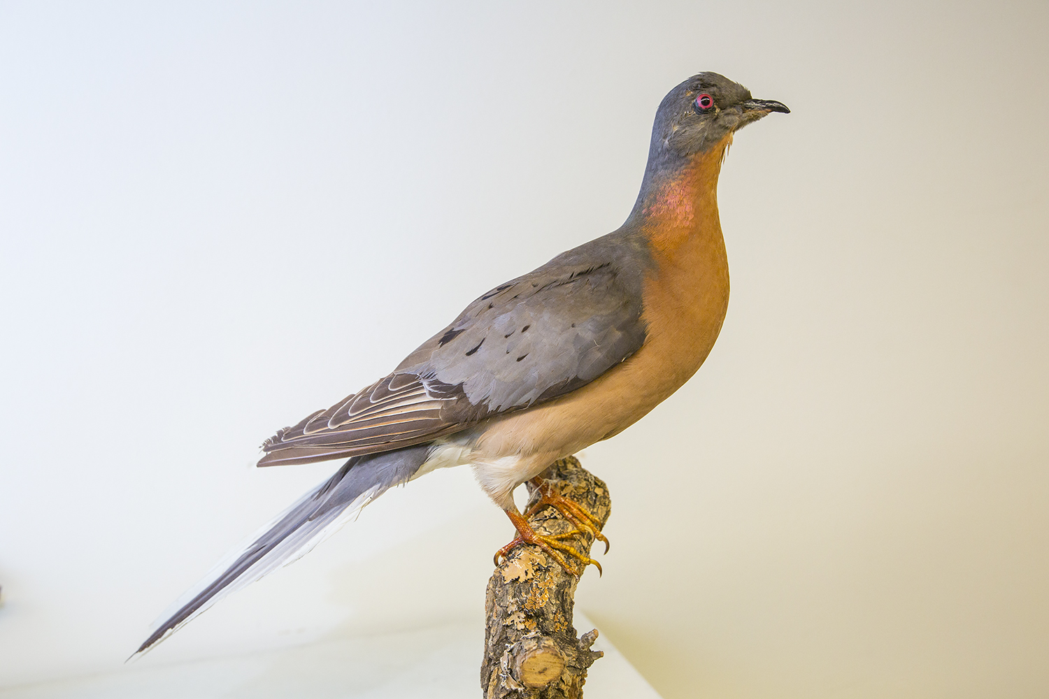 Passenger pigeon