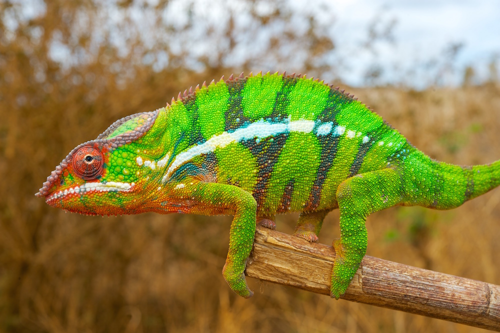 A chameleon’s feet work like salad tongs