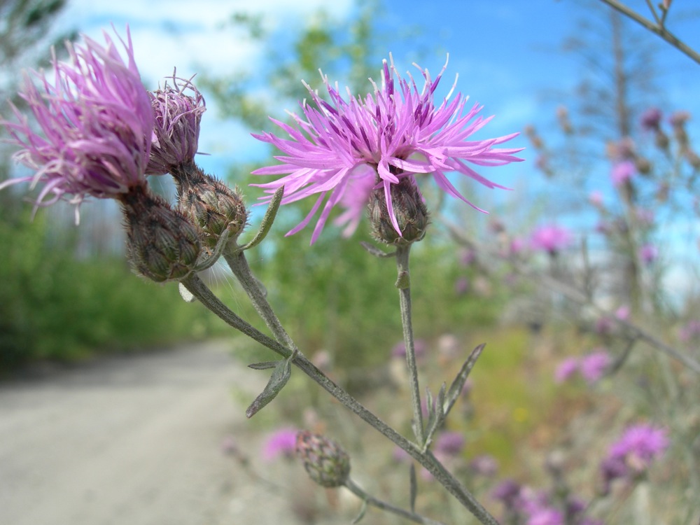 Spotted Knapweed (Offensive Plants)