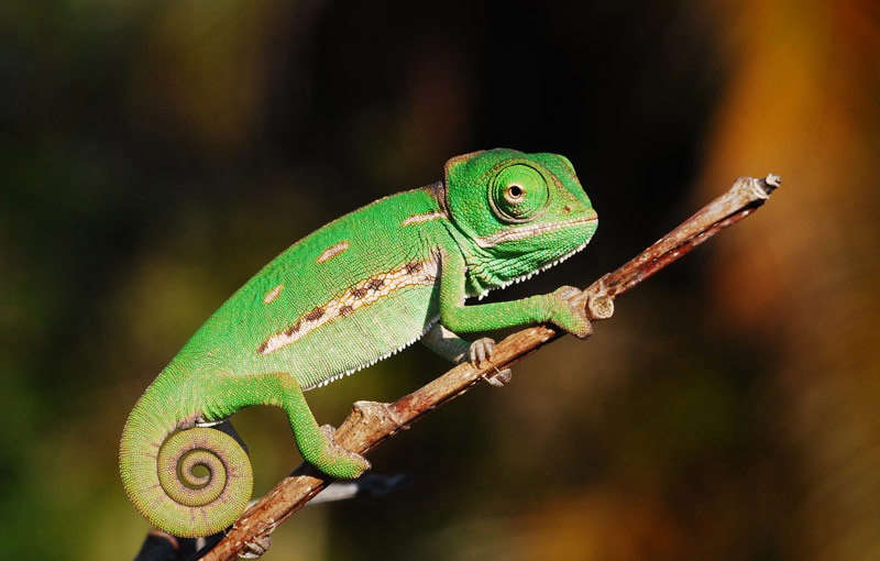 Chameleons vary widely in size