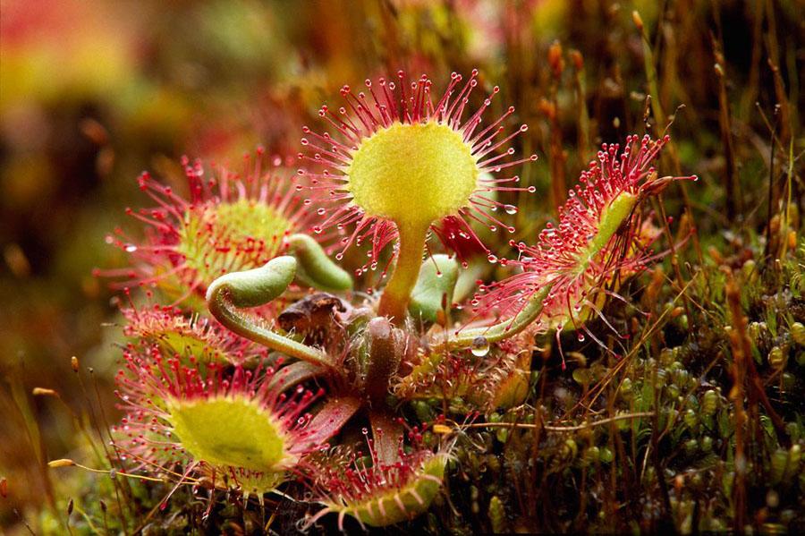 Animal–like Plants: Drosera