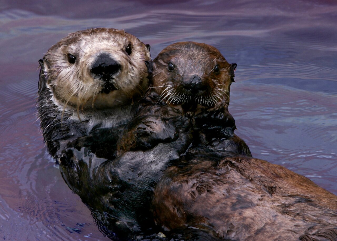 Sea Otters