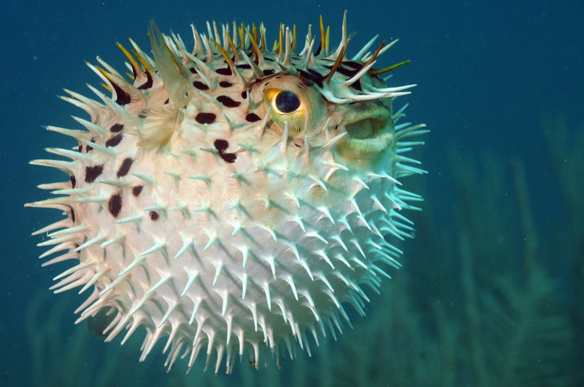 The spherical Puffer Fish, the delicacy of the Japanese cuisine