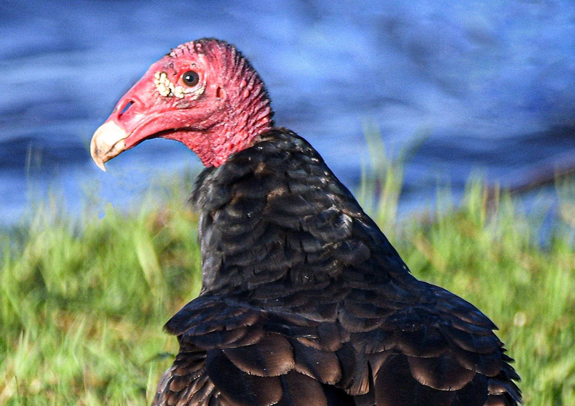 Turkey Vulture