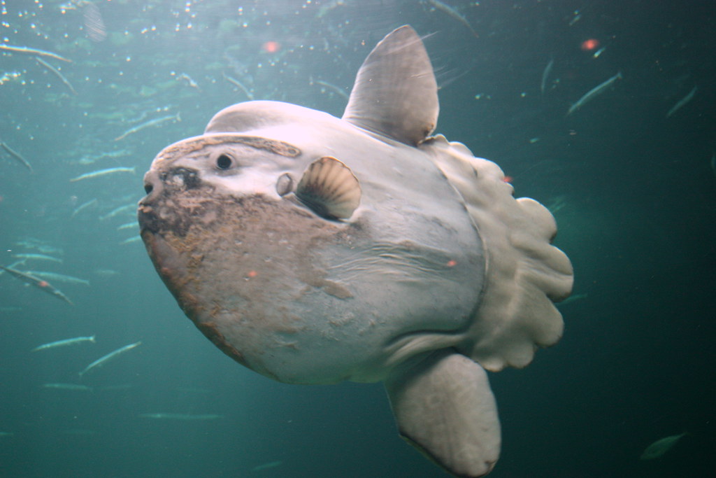 Ocean Sunfish