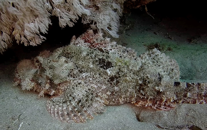 The Stonefish, the camouflaged assassin