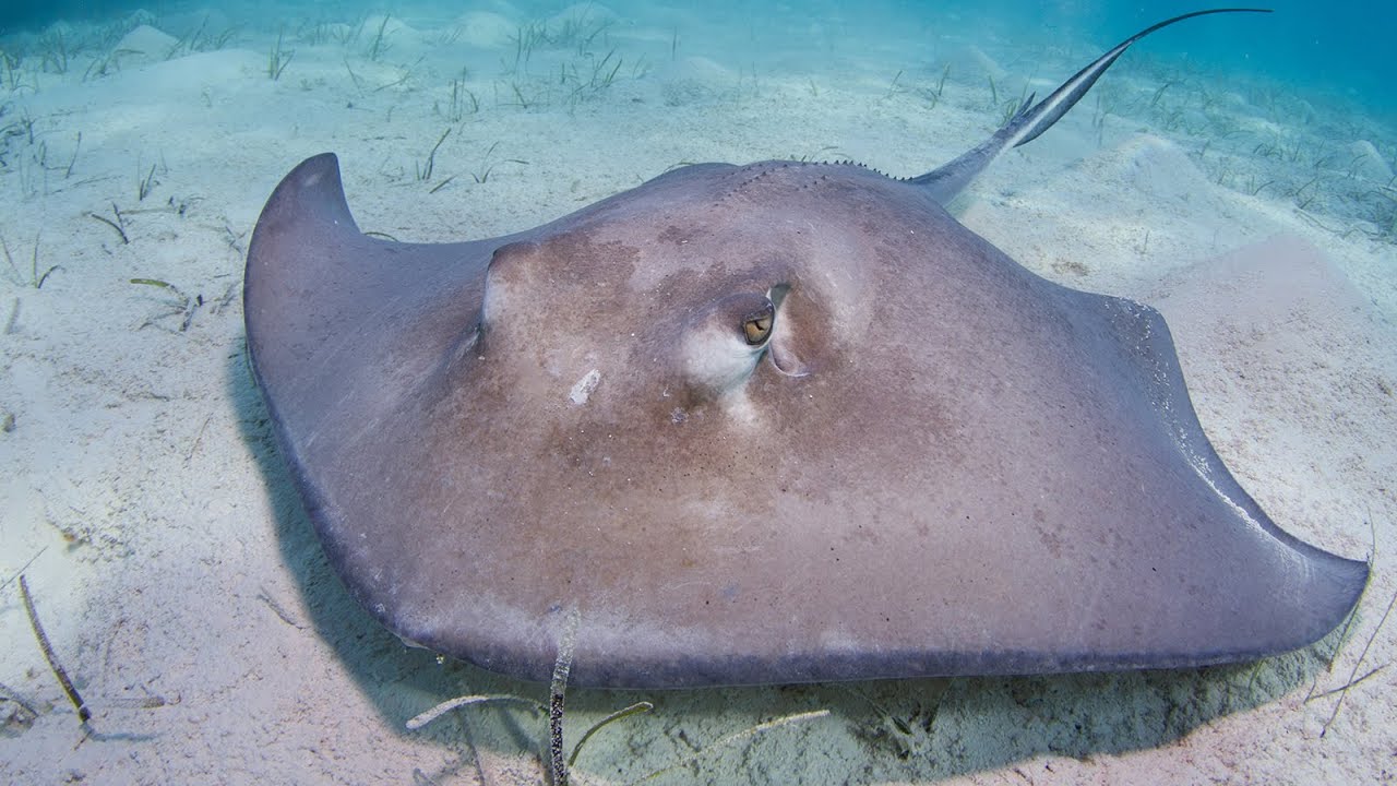 Stingrays and their dangerous Morningstar tails