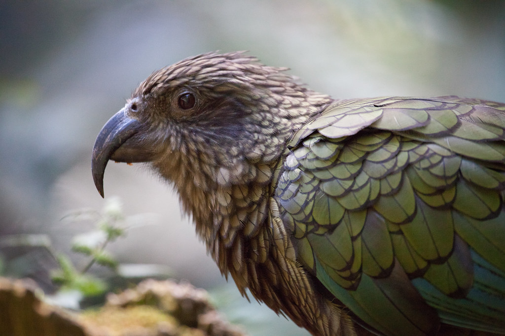 Kea