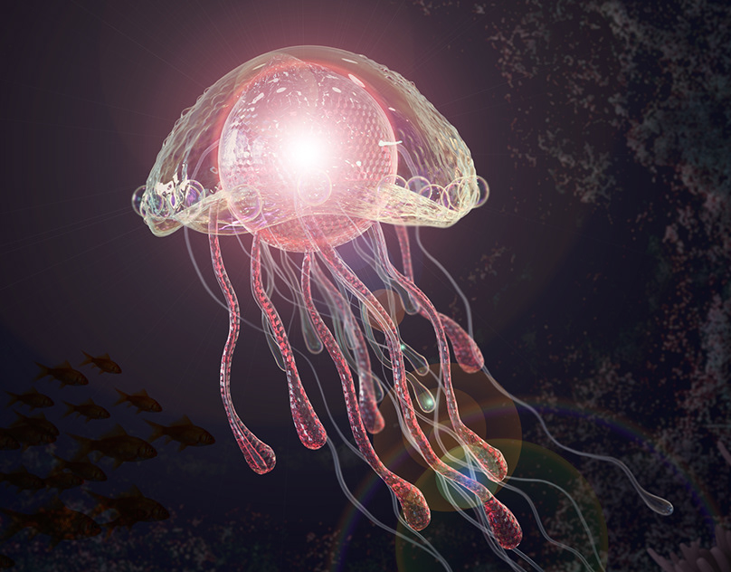 Box Jellyfish, the toxic mini-octopuses