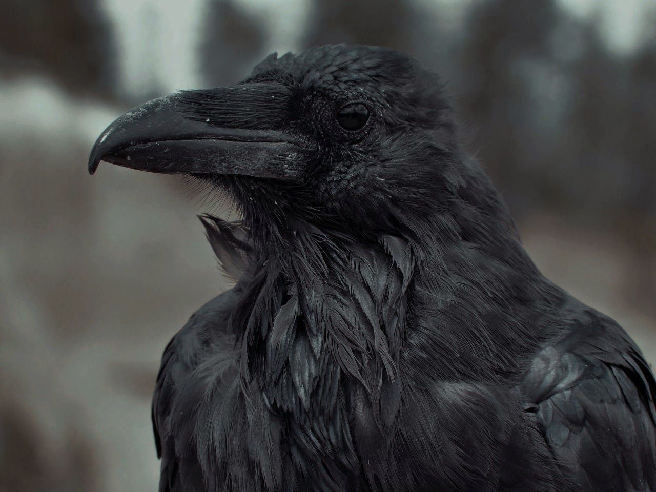 Ravens