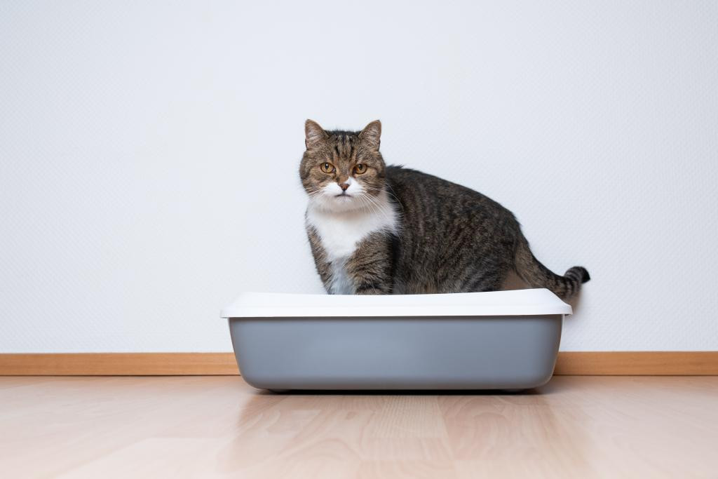 Cats usually urinate outside the box as revenge