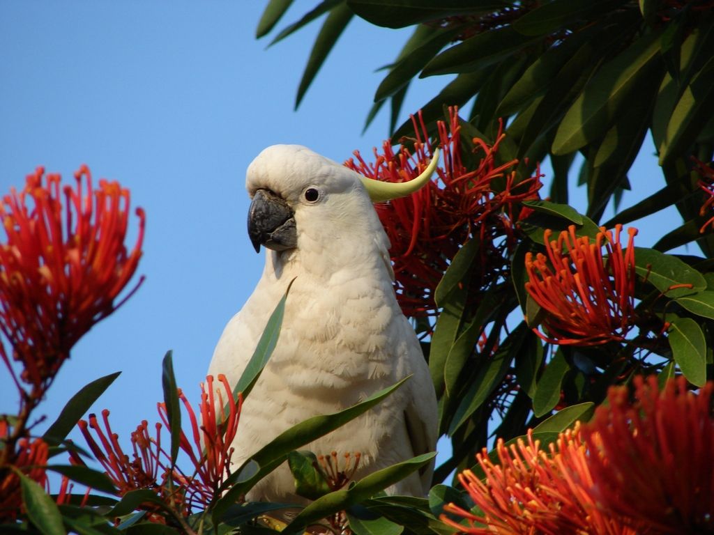 Cockatoos