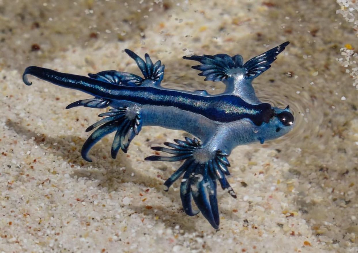 Blue Dragon (Glaucus Atlanticus)