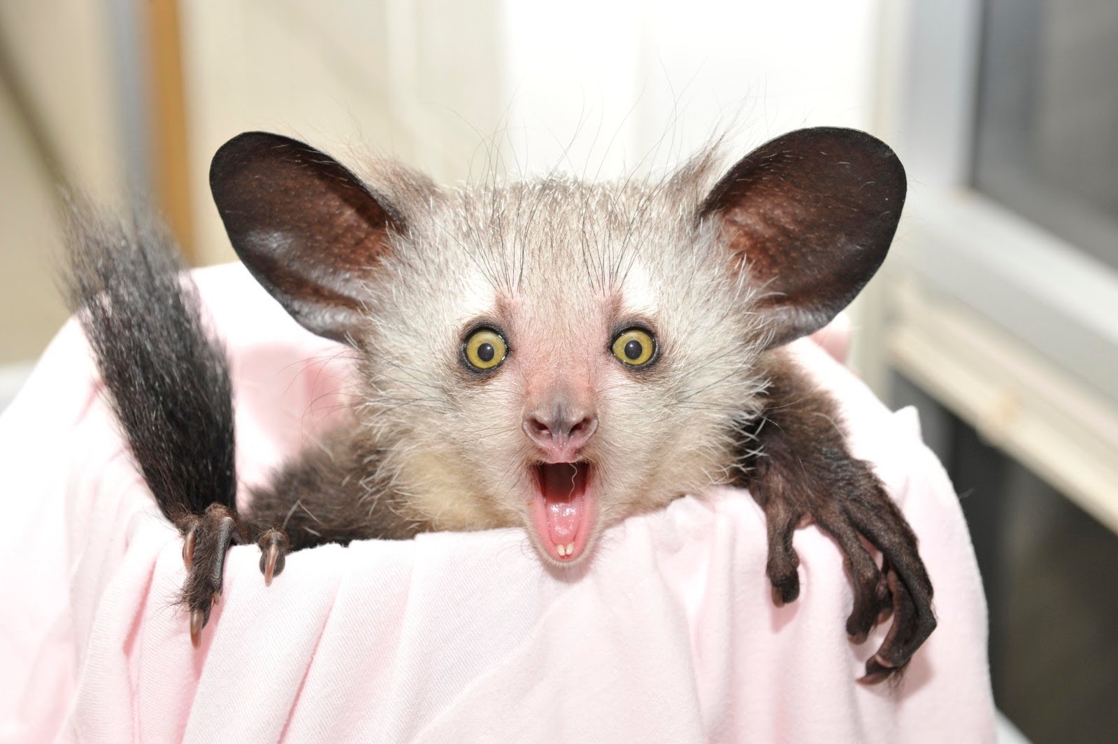 Aye-Aye