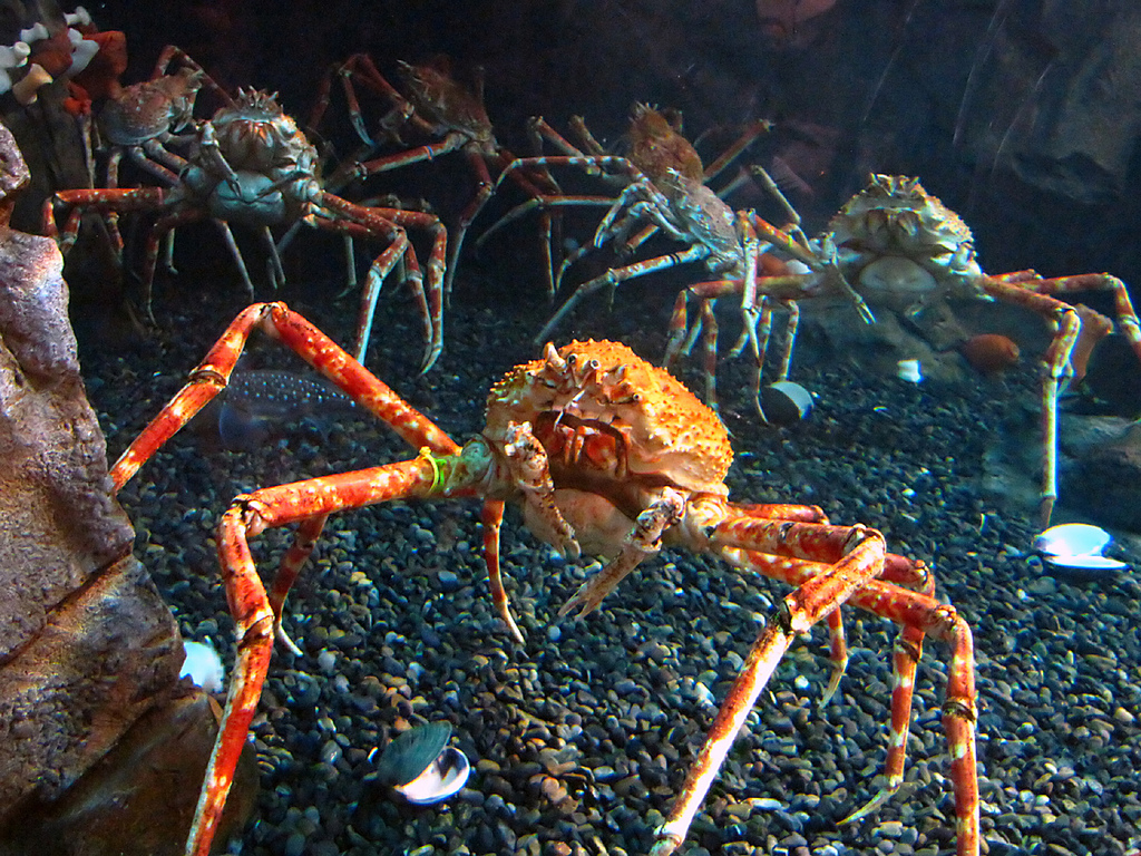 Japanese Spider Crab