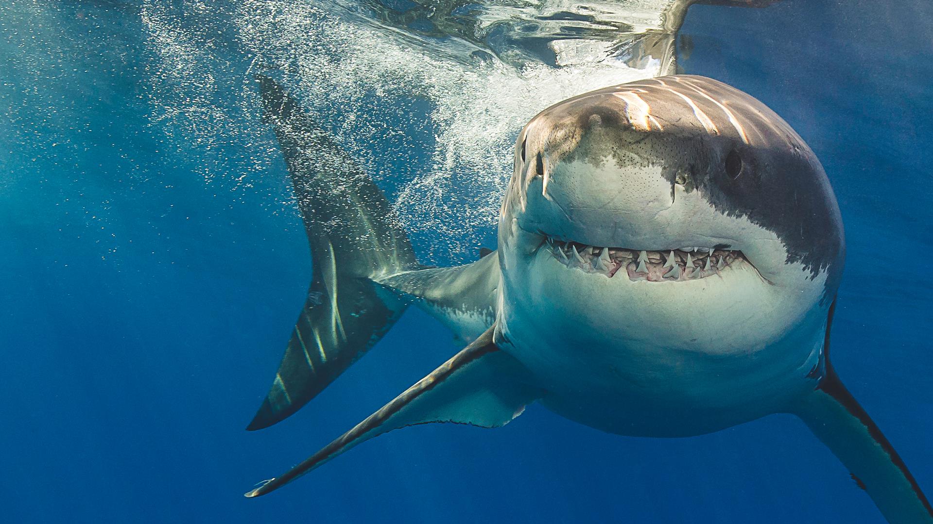  Sharks, the deadliest hunters with keen smells