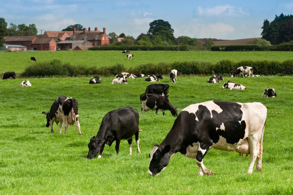 Cows Always Graze Facing North or South