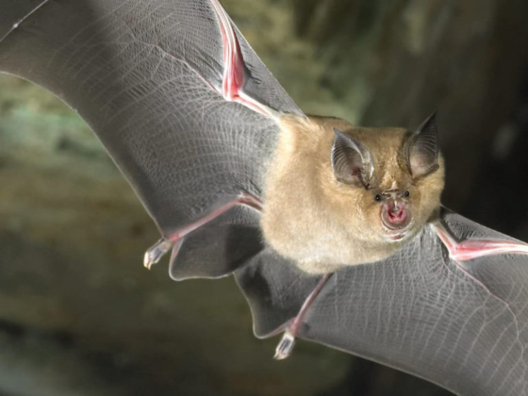 Horseshoe Bat