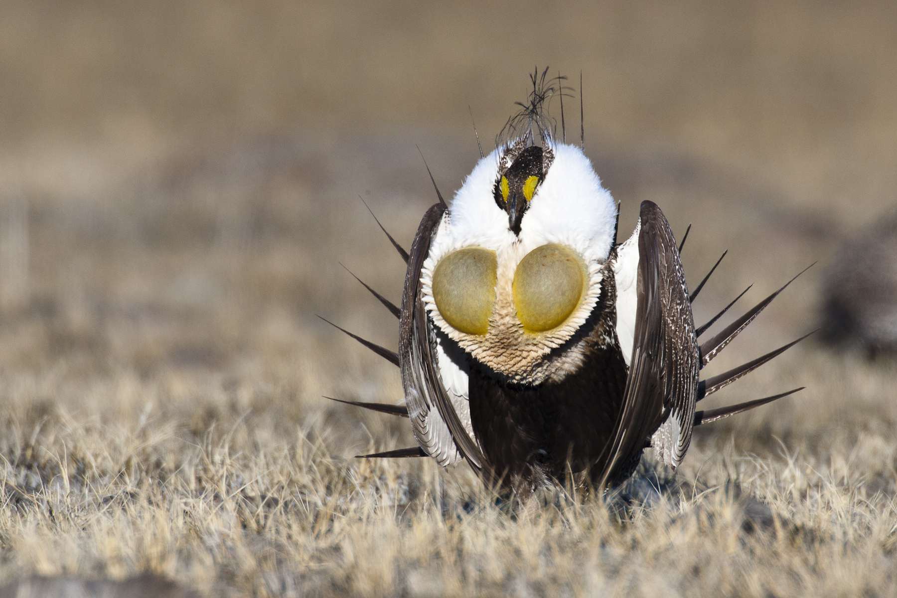 Greater Sage-Grouse